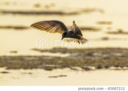 Whiskered Tern in Arugam bay lagoon, Sri Lanka 65007212