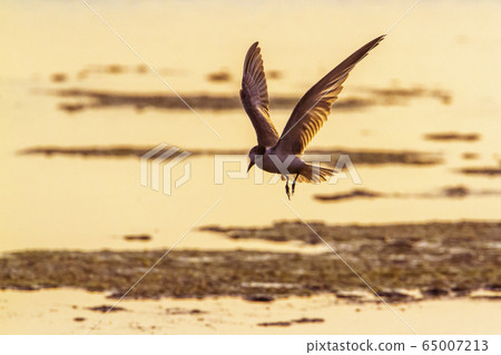 Whiskered Tern in Arugam bay lagoon, Sri Lanka 65007213