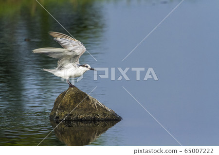 Whiskered Tern in Arugam bay lagoon, Sri Lanka 65007222