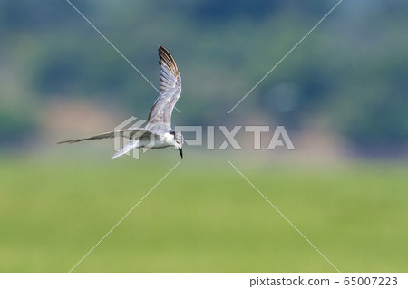 Whiskered Tern in Arugam bay lagoon, Sri Lanka 65007223