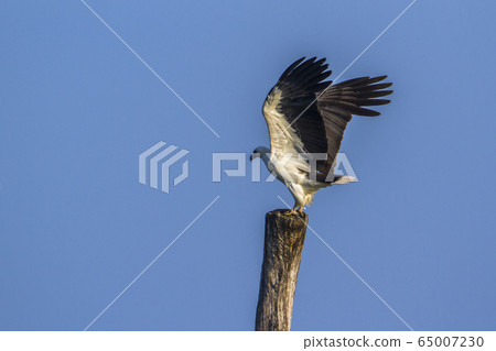 White bellied sea eagle in Arugam bay lagoon, Sri White bellied sea eagle in Arugam bay lagoon, Sri 65007230