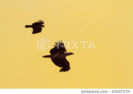 White bellied sea eagle and Brahminy kite in White bellied sea eagle and Brahminy kite in 65007234