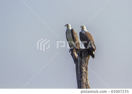 White bellied sea eagle in Arugam bay lagoon, Sri 65007235