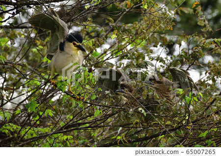 Hoshigoi Hoshigoi 65007265