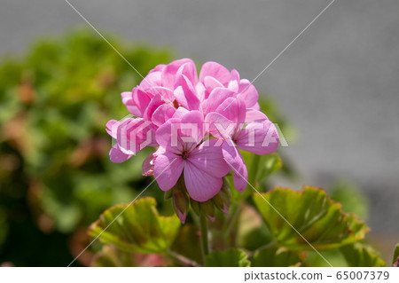 Pink geranium 65007379