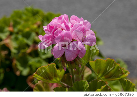 Pink geranium Pink geranium 65007380