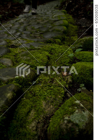 Old temple surrounded by moss, shrine, torii Old temple surrounded by moss, shrine, torii 65008038