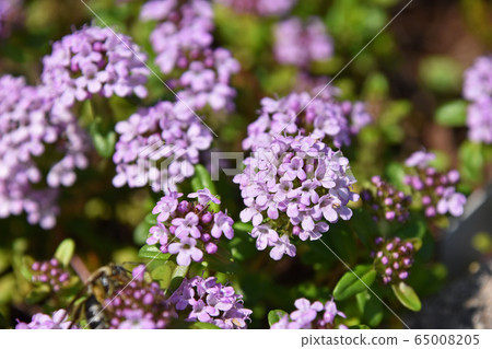 時間·Rongukaulis 65008205