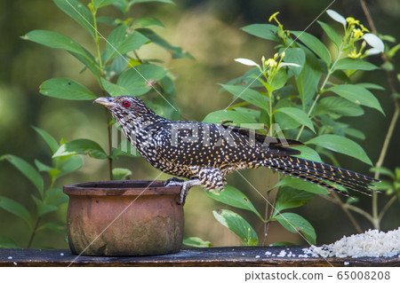 Asian koel in Minneriya national park, Sri Lanka 65008208