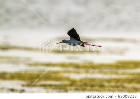 Black winged stilt in Arugam bay lagoon, Sri Lanka 65008218