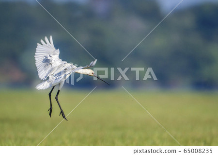 Eurasian spoonbill in Arugam bay lagoon, Sri Lanka Eurasian spoonbill in Arugam bay lagoon, Sri Lanka 65008235