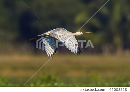 Eurasian spoonbill in Arugam bay lagoon, Sri Lanka Eurasian spoonbill in Arugam bay lagoon, Sri Lanka 65008238