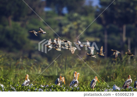 Garganey in Arugam bay lagoon, Sri Lanka Garganey in Arugam bay lagoon, Sri Lanka 65008239