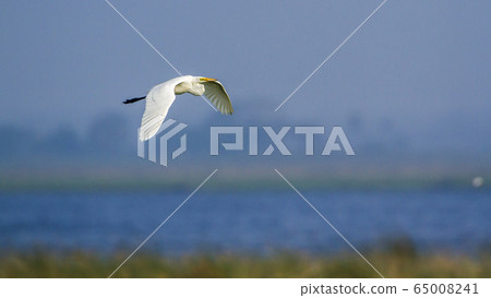 Great egret in Arugam bay lagoon, Sri Lanka Great egret in Arugam bay lagoon, Sri Lanka 65008241