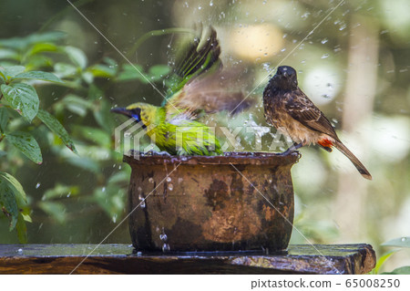 Jerdon Leafbird and Red vented bulbul in 65008250