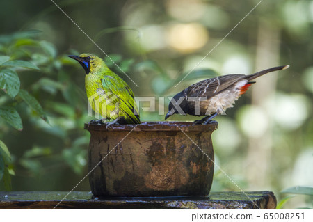 Jerdon Leafbird and Red vented bulbul in 65008251