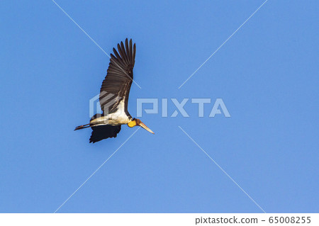 Lesser adjutant in Arugam bay lagoon, Sri Lanka 65008255