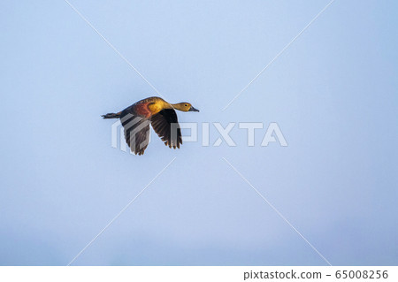 Lesser whistling duck in Arugam bay lagoon, Sri Lesser whistling duck in Arugam bay lagoon, Sri 65008256