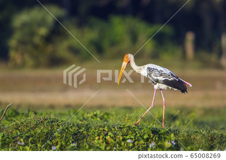 Painted Stork in Panama nature reserve, Sri Lanka Painted Stork in Panama nature reserve, Sri Lanka 65008269