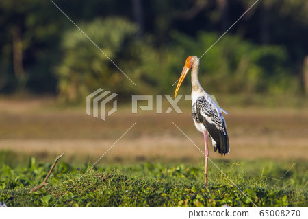 Painted Stork in Panama nature reserve, Sri Lanka 65008270