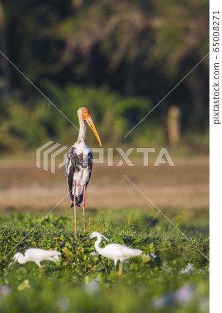 Painted Stork in Panama nature reserve, Sri Lanka Painted Stork in Panama nature reserve, Sri Lanka 65008271