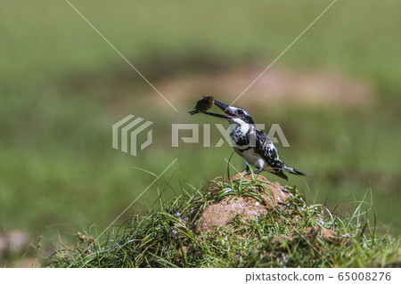 Pied kingfisher in Arugam bay lagoon, Sri Lanka 65008276