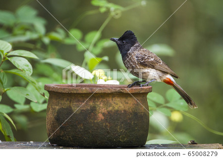 Red vented bulbul in Minneriya national park, Sri 65008279