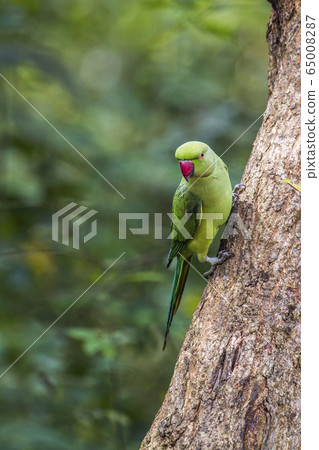 Rose ringed parakeet in Minneriya national park, 65008287