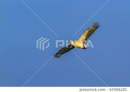 Spot billed Pelican in Panama nature reserve, Sri 65008292