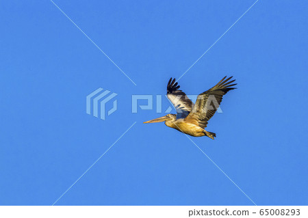 Spot billed Pelican in Panama nature reserve, Sri 65008293