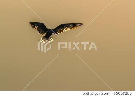 Whiskered Tern in Arugam bay lagoon, Sri Lanka 65008296