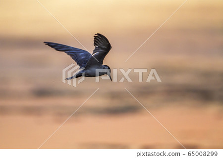 Whiskered Tern in Arugam bay lagoon, Sri Lanka 65008299