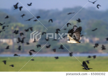 White bellied sea eagle in Arugam bay lagoon, Sri 65008302