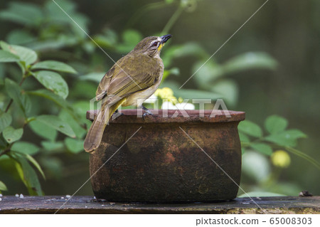 White browed Bulbul in Minneriya national park, 65008303