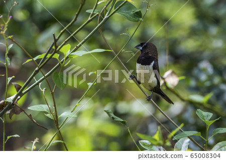 White rumped munia in Minneriya national park, Sri 65008304