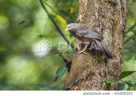 Yellow billed Babbler in Minneriya national park, 65008305