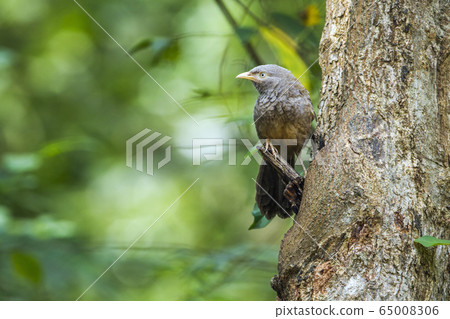 Yellow billed Babbler in Minneriya national park, 65008306