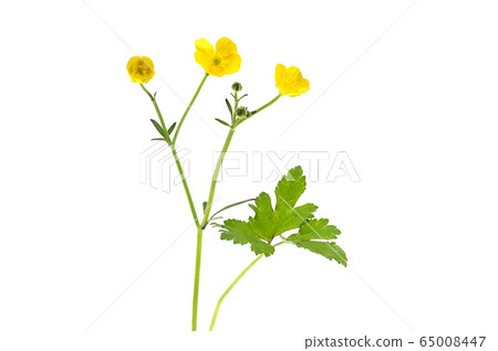 Buttercup 65008447