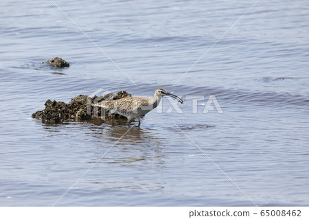 Cuttlefish Cuttlefish 65008462