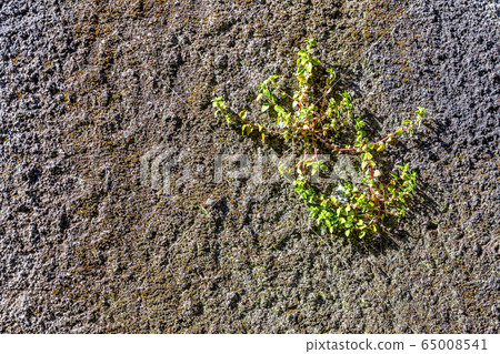 Stone wall texture background 65008541