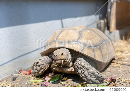 騎烏龜Rikugame Rikugame 65009091