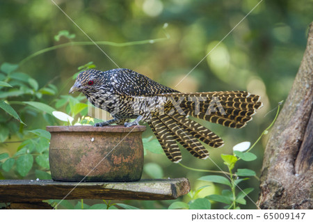 Asian koel in Minneriya national park, Sri Lanka 65009147