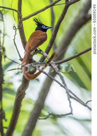 Asian paradise flycatcher in Minneriya national Asian paradise flycatcher in Minneriya national 65009149