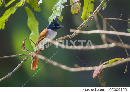 Asian paradise flycatcher in Uda walawe national Asian paradise flycatcher in Uda walawe national 65009153
