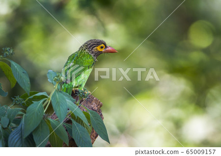 Brown headed barbet in Minneriya national park, 65009157