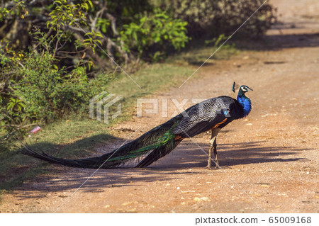 Indian peafowl in Bundala national park, Sri Lanka Indian peafowl in Bundala national park, Sri Lanka 65009168