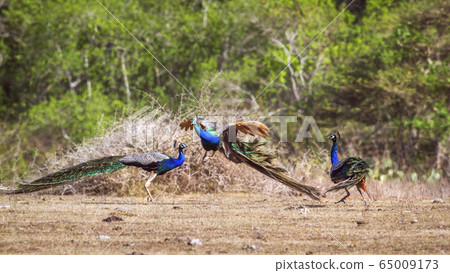 Indian peafowl in Bundala national park, Sri Lanka Indian peafowl in Bundala national park, Sri Lanka 65009173