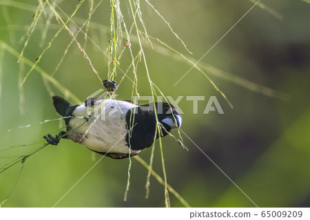 White rumped munia in Ella, Uva province, Sri 65009209