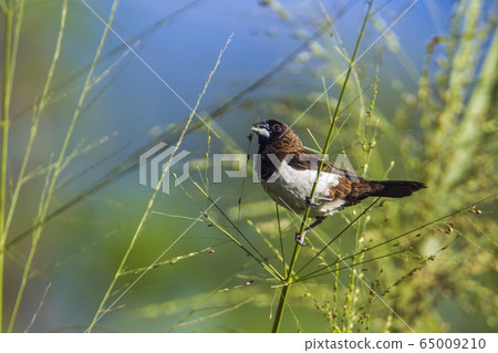 White rumped munia in Ella, Uva province, Sri 65009210