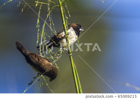 White rumped munia in Ella, Uva province, Sri White rumped munia in Ella, Uva province, Sri 65009213
